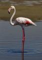 big obyknovennyy-flamingo (onbird.ru).jpg